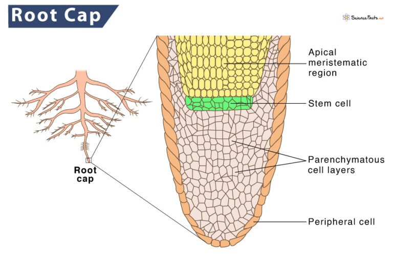 What Is The Definition Of Root Cap In Biology