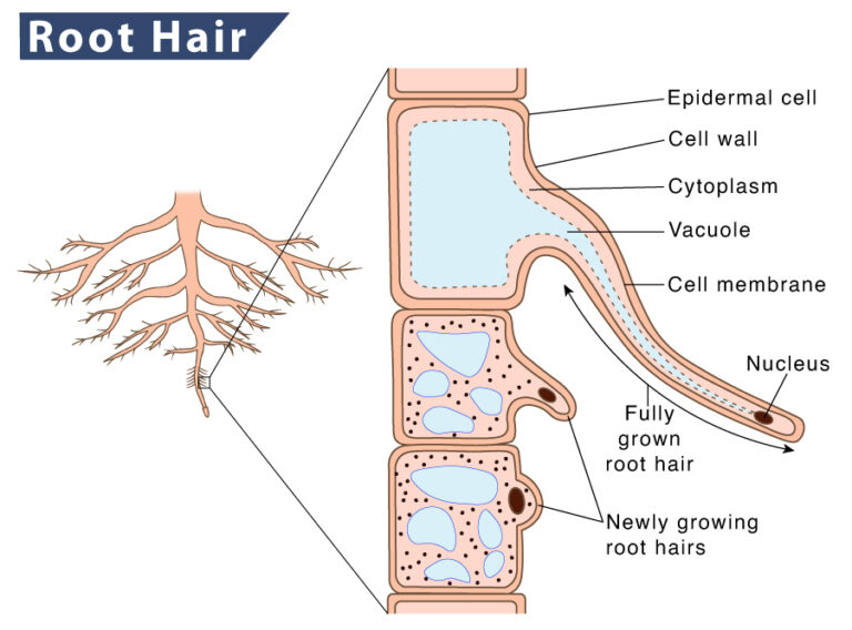 Root Hair Definition Structure Function Diagram