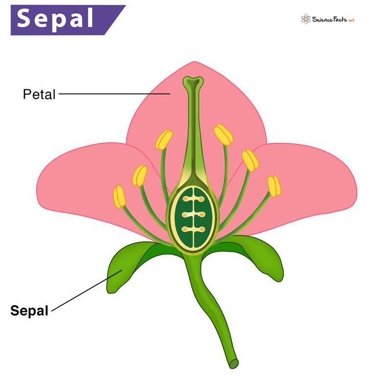 Sepals Definition Meaning Function Diagram