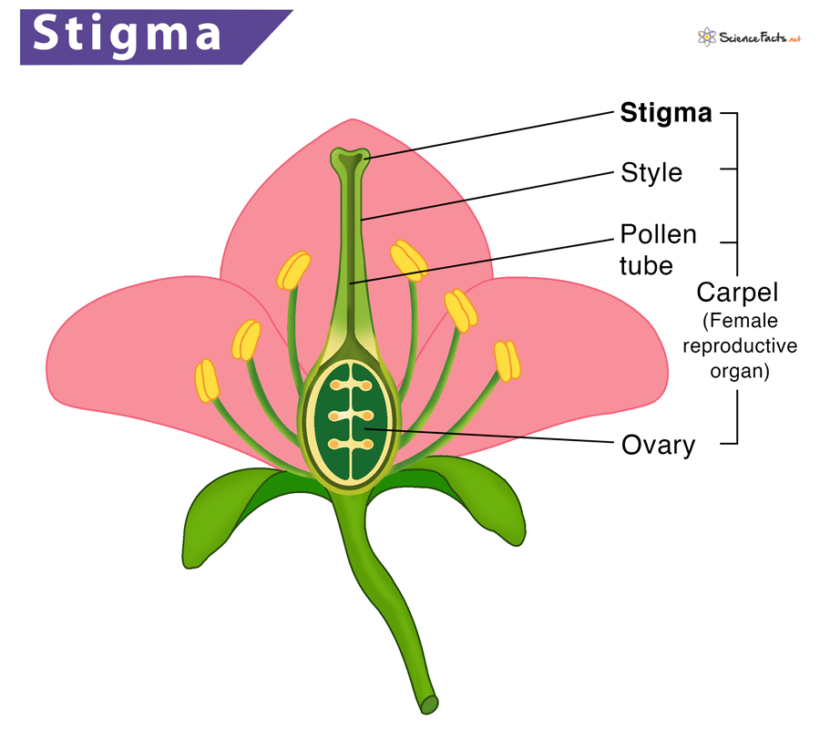 Stigma Definition Meaning Location Function Diagram