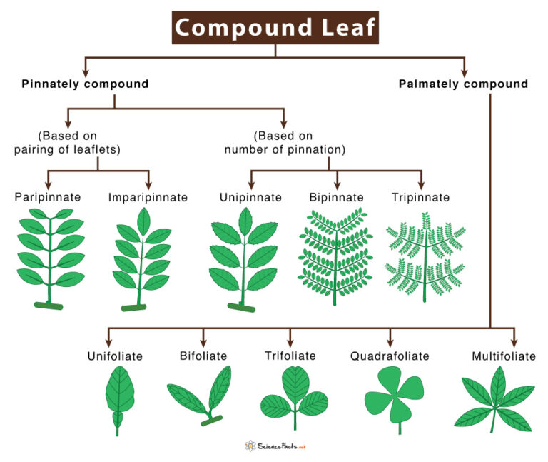 Compound Leaf Definition Type Identification Examples