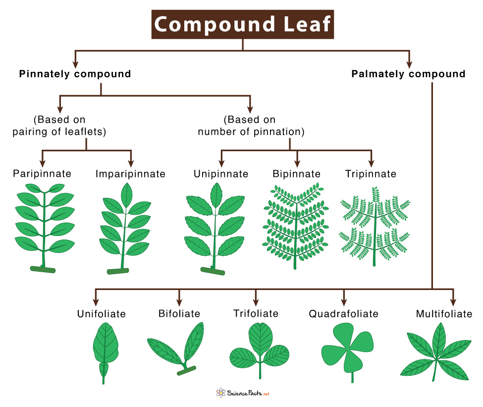 Types Of Leaves With Names