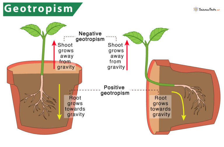 Geotropism Gravitropism Definition Meaning With Examples