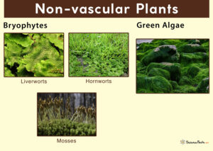 Non-vascular Plants – Definition, Characteristics, Examples, & Diagram