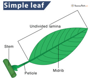 Simple Leaf- Definition, Parts, Characteristics, and Examples