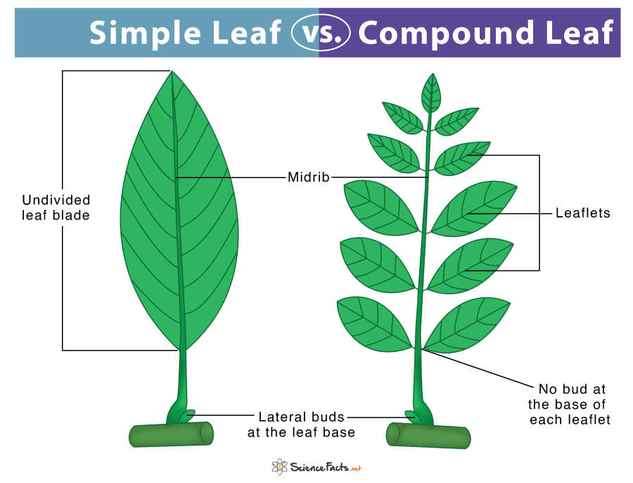 Different Types Of Tree Leaves With Names