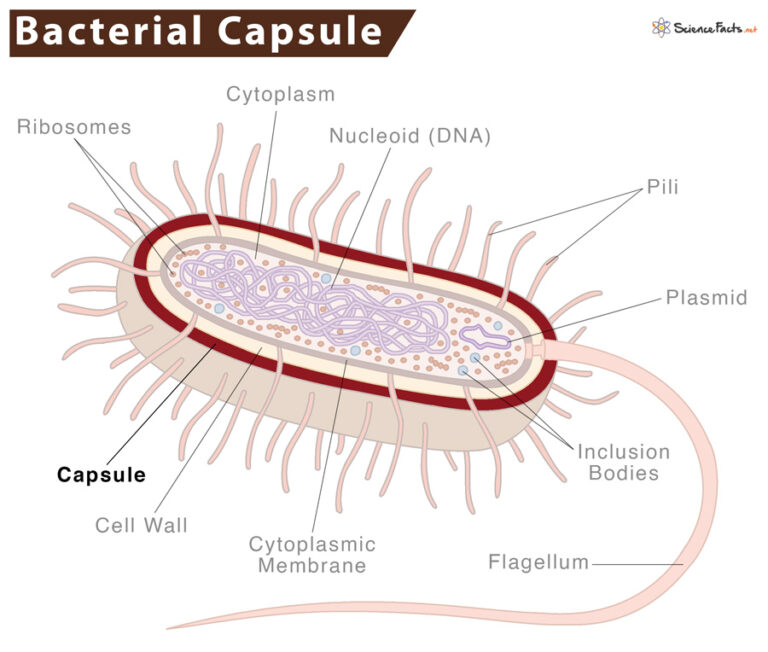 bacterial-capsule-definition-functions-diagram