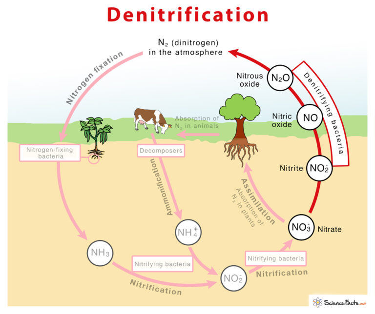 What Is The Job Of Denitrifying Bacteria