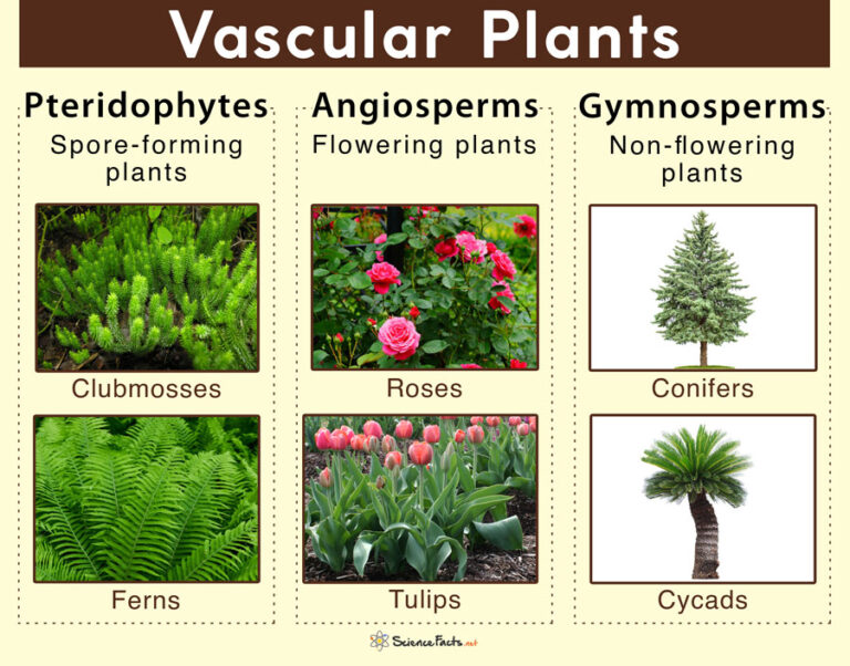 What Plants Have Vascular Tissue Called