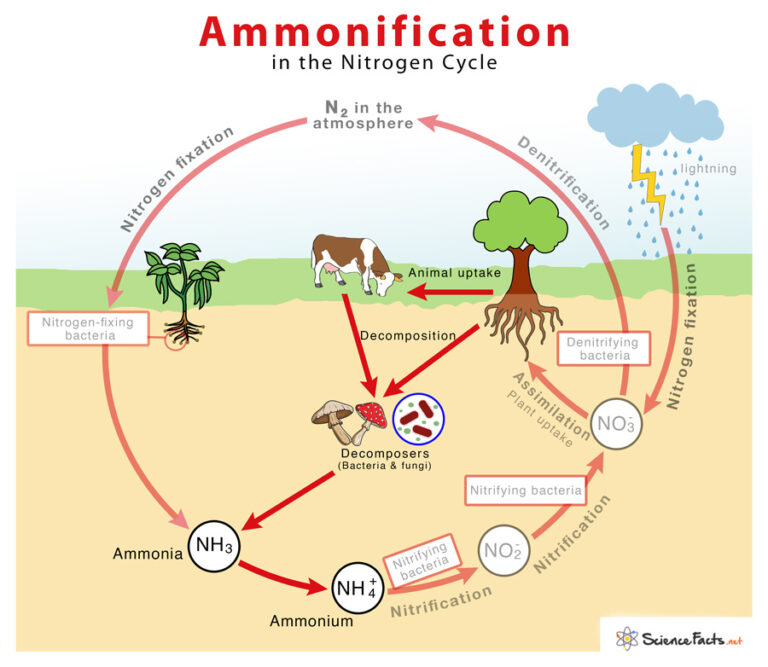 ammonification-definition-equation-process-diagram