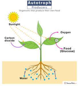 Autotrophs (Primary Producer) – Definition, Types, Examples & Diagram