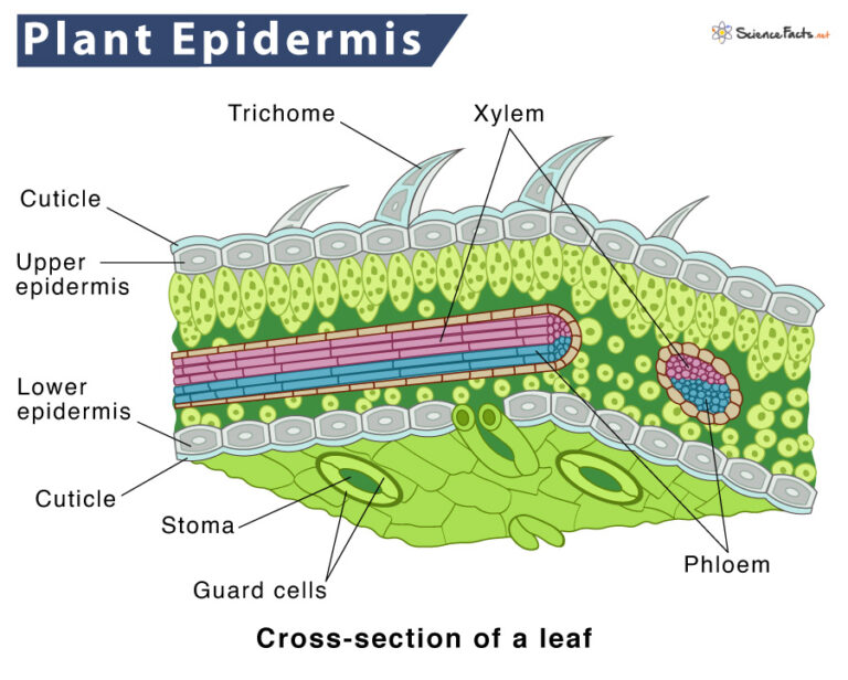 epidermis-in-plants-definition-structure-function-diagram