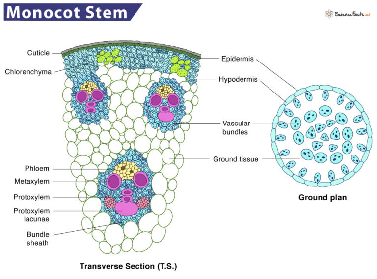 Monocot vs. Dicot Stem – Differences & Similarities