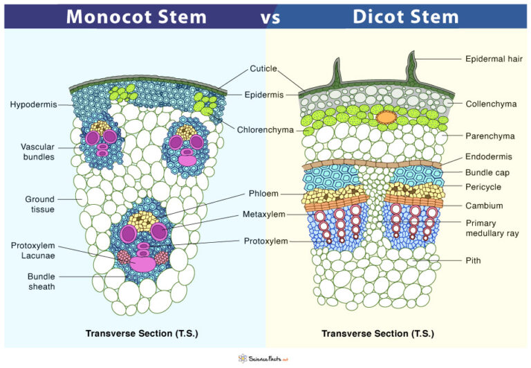 Monocot Vs Dicot Stem Differences Similarities