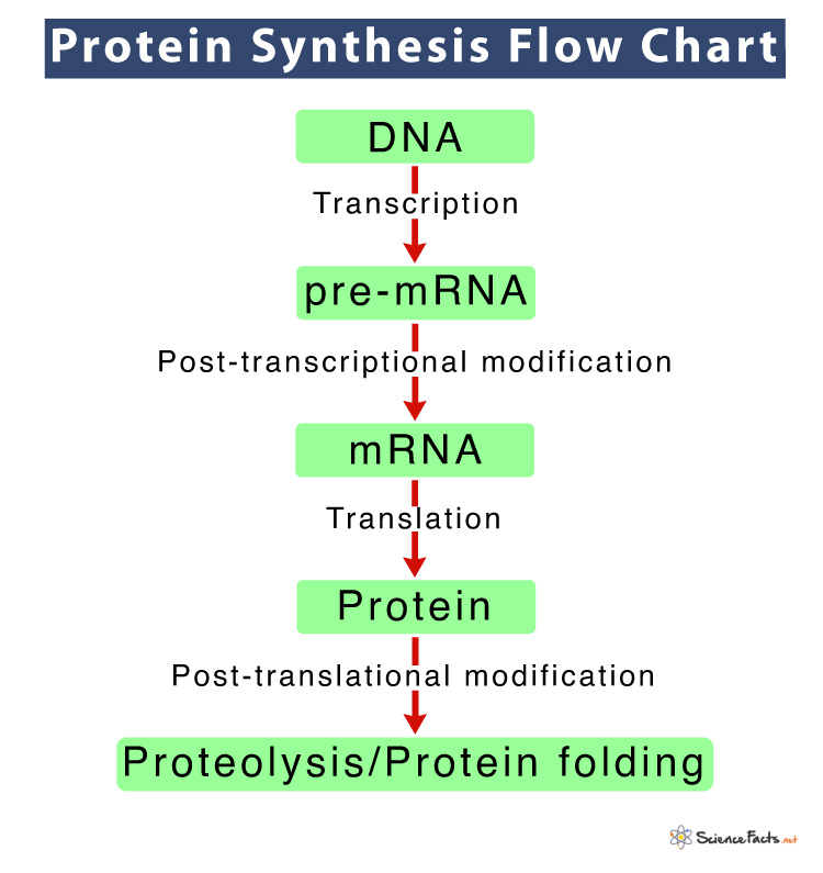 Protein Synthesis Flow Chart 