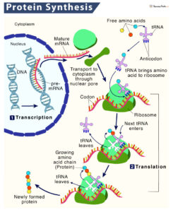 Protein Synthesis – Location, Process, Steps, & Diagram