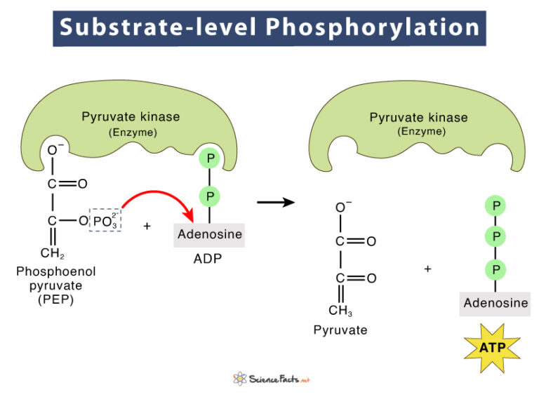 substrate-level-phosphorylation-definition-example-importance