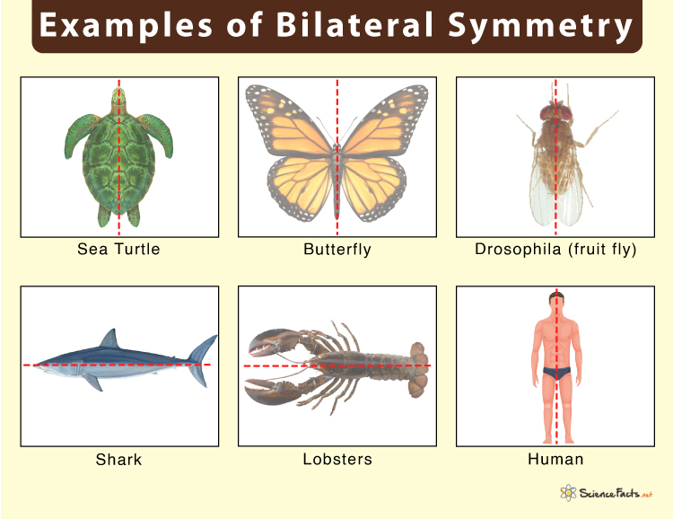 Animals Bilateral Symmetry 