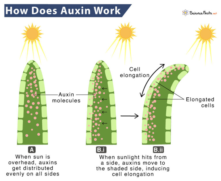 briggs auxin experiment