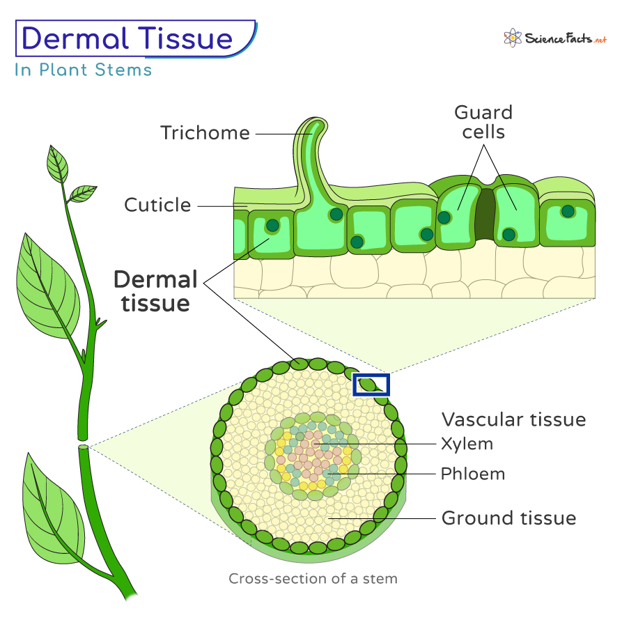 Dermal Tissue Definition Location Types Examples And Function | Science ...