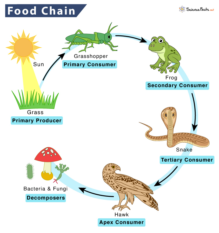 Cartoon Animal Food Chain Diagram Corn Stock Vector (Royalty Free)  2340595449 | Shutterstock