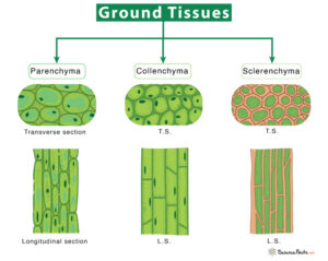 Ground Tissue– Definition, Types, and Function