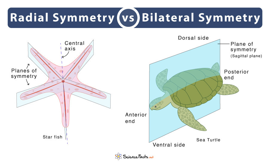 Radial Vs Bilateral Symmetry 