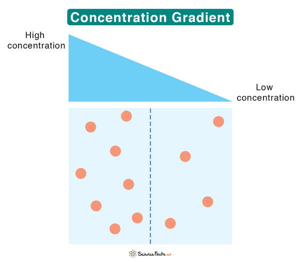 Concentration Gradient Definition And Example