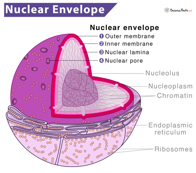 Nuclear Envelope (Membrane) Structure, Functions, & Diagram