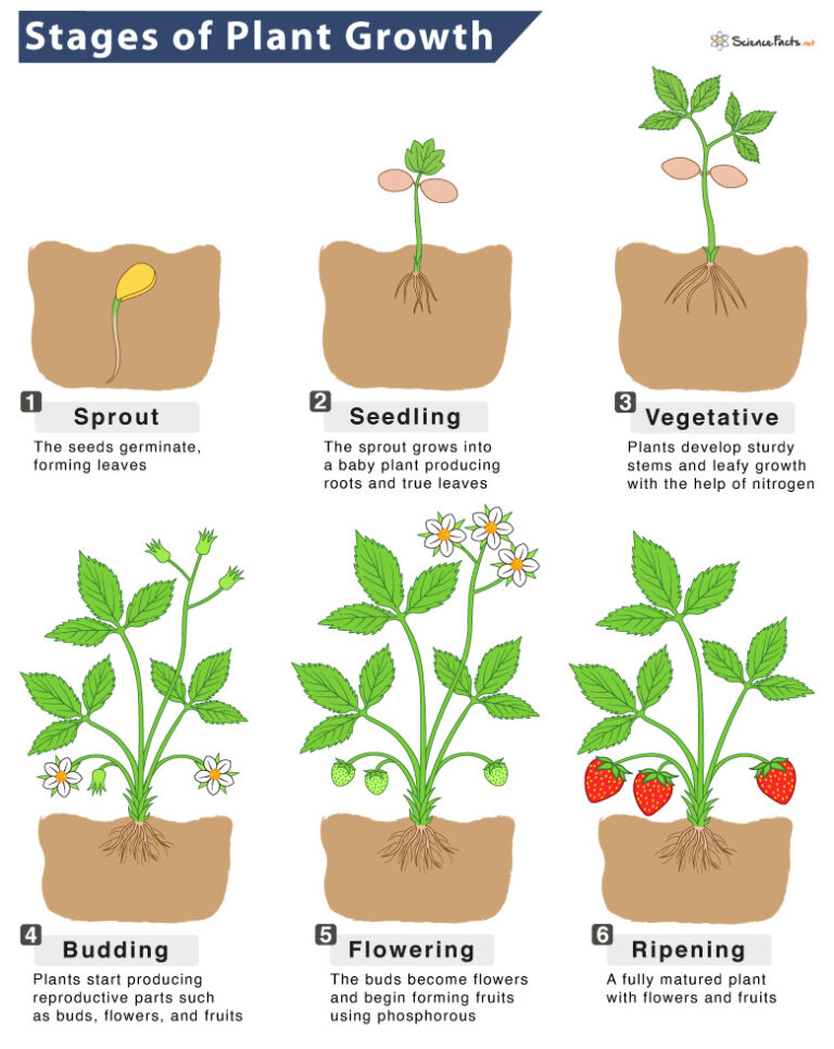 Plant Growth Definition Stages