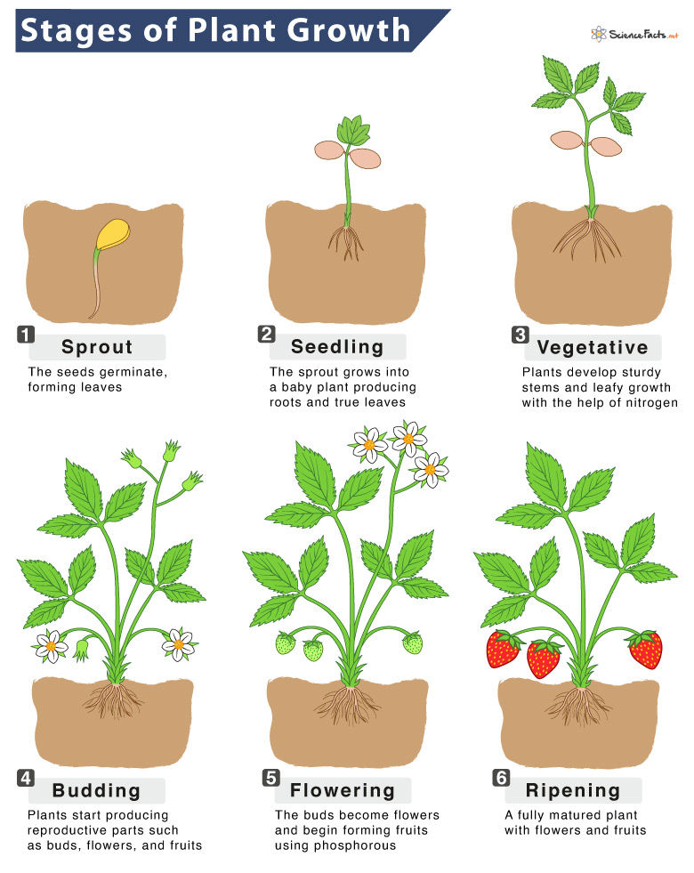 Plant Growth Definition Stages