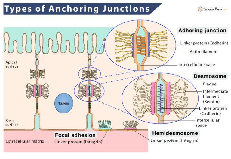 What Is An Anchoring