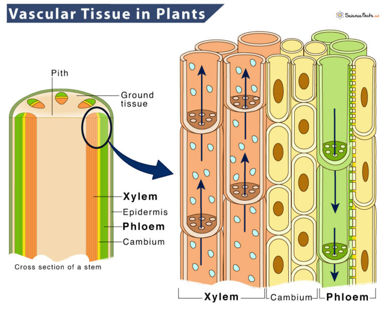 vascular-tissue-in-plants-definition-and-functions