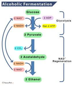 Alcoholic (Ethanol) Fermentation - Definition, Equation, & Process