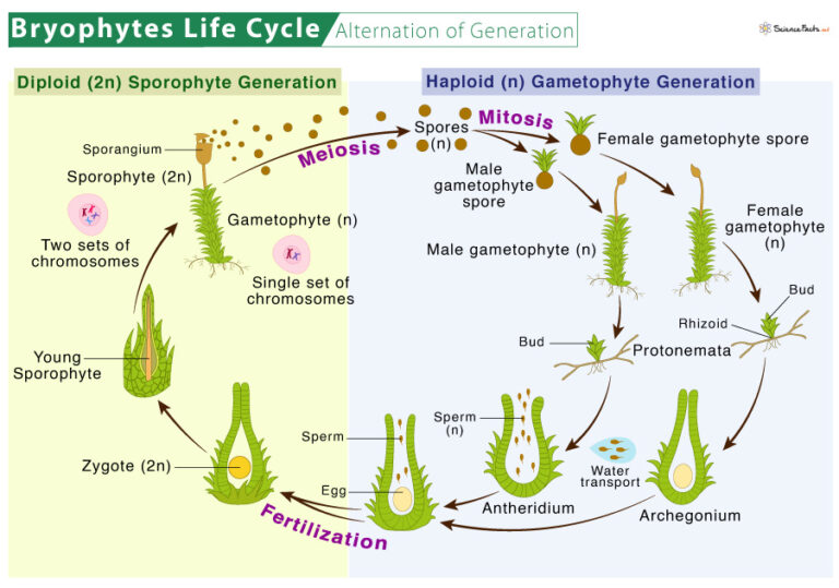 Bryophytes Definition Types Characteristics And Examples