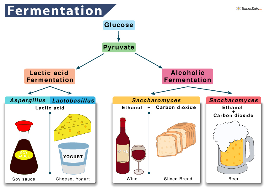 Alcoholic Fermentation 