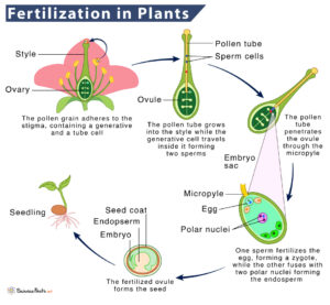 Fertilization in Plants – Definition, Process, Types, & Diagram