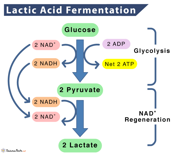 lactic acid fermentation products