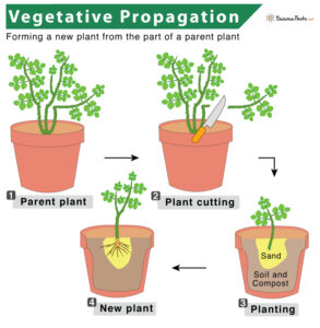 Vegetative Propagation – Definition, Types, Examples, & Diagram