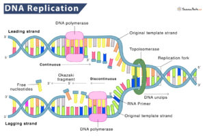 DNA Replication – Definition, Process, Steps, & Labeled Diagram