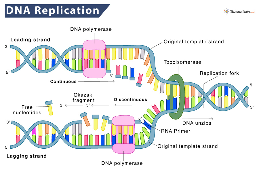 DNA Replication Definition, Process, Steps, & Labeled Diagram