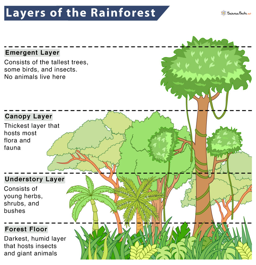 50 Unbelievable Facts About Tropical Rainforest You Must Know 2023