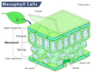 Mesophyll Cells: Definition, Structure, Functions, & Diagram