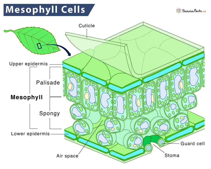 Mesophyll Cells Definition Structure Functions Diagram