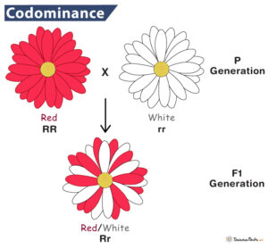 Codominance - Definition, Examples, And Diagram