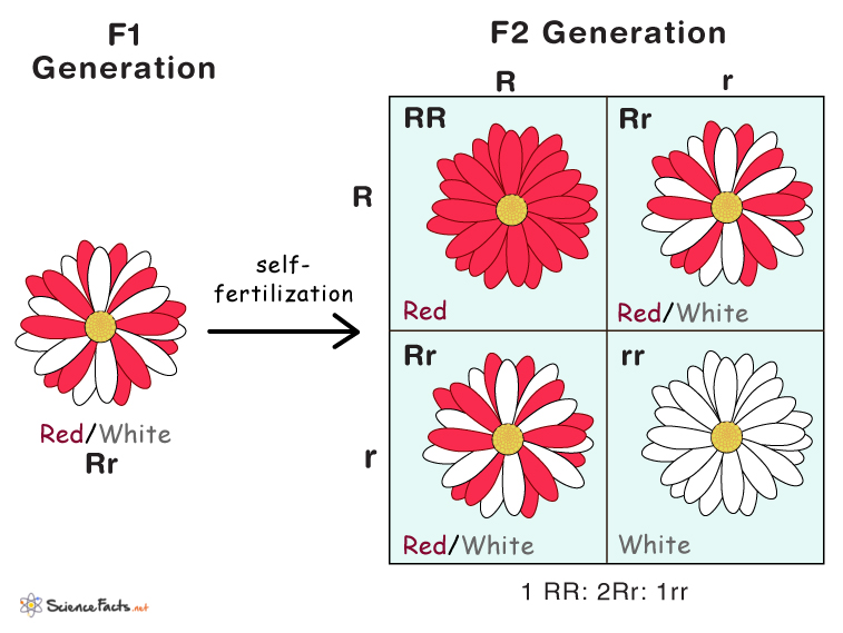 Codominance Definition Examples And Diagram