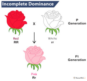 Incomplete Dominance - Definition, Examples, And Diagrams