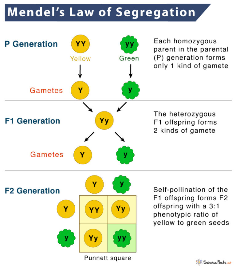 Law Of Segregation Definition Examples And Diagram