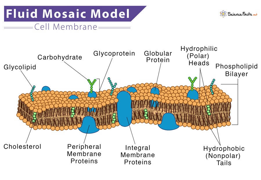 fluid mosaic model cholesterol