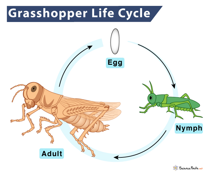 Grasshopper Life Cycle Stages And Diagram 0042